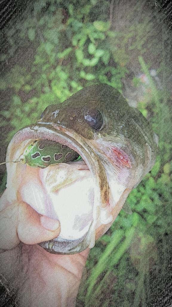 TheBass_Bros's tweet photo. Got another nice top water fish yesterday! #spro #topwater #frog #sprofrog #topwaterstrikes #chokedit http://t.co/cAAVTCuUWz