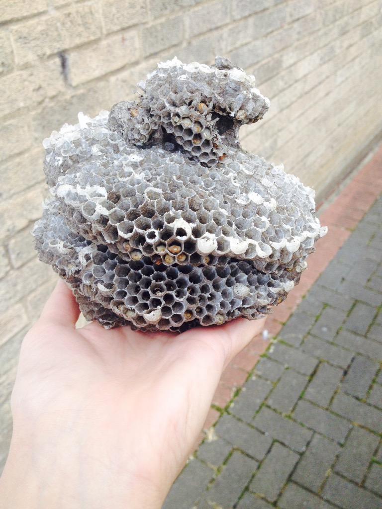 I love how my local garden centre know me so well, they saved me a #wasps nest! #AmazingWasps #NaturesArchitects