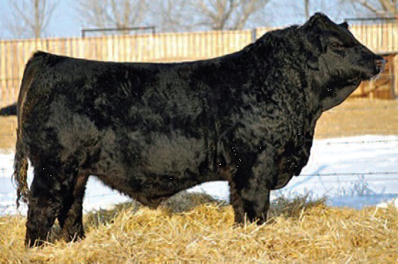 5 Straws of RF CAPTAIN BLACK 430B, by deegsimmental.com, Muirhead Cattle Co and .<a href="/Bohrson/">Bohrson Marketing</a> ow.ly/Qd2eo