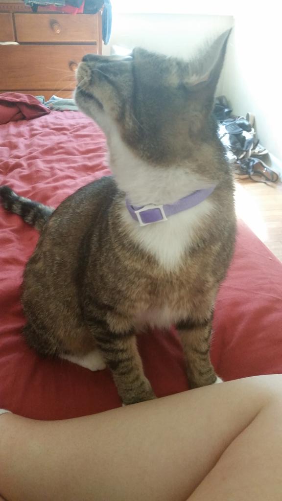 tyree_the_cat's tweet photo. I guess there's something on the ceiling lol #CatsOfTwitter http://t.co/rOhdtQ2Hsw