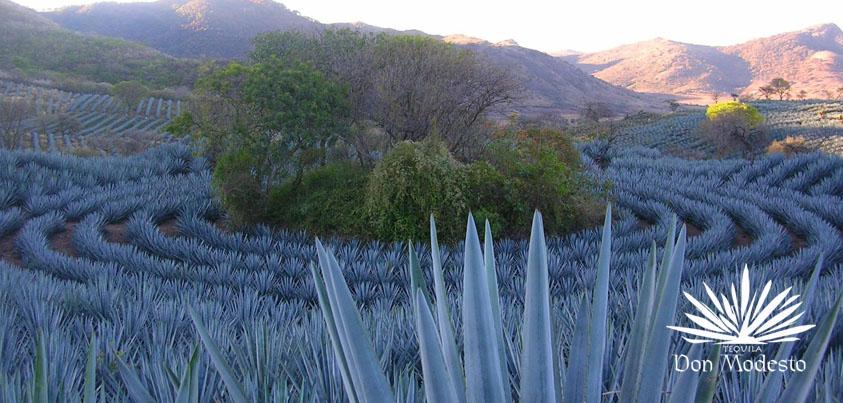 DonModesto's tweet image. @DonModesto, an award winning #tequila made only from 100% Weber Blue Agave. #puretradition