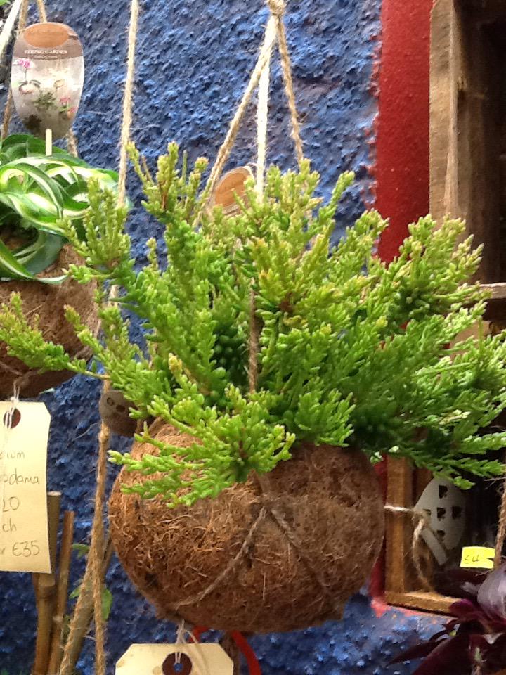 WhiteDoveLMK's tweet photo. #kingdomBIZ #designkerry have you tried Kokedama yet? I think you'll like it... http://t.co/DLPIBqKdUQ