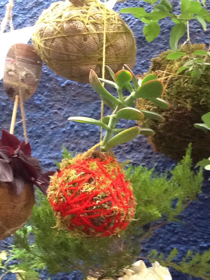 WhiteDoveLMK's tweet photo. #kingdomBIZ #designkerry have you tried Kokedama yet? I think you'll like it... http://t.co/DLPIBqKdUQ