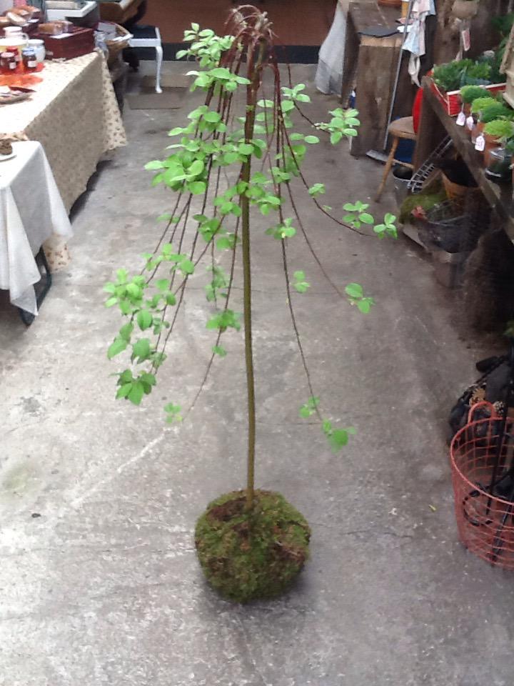 WhiteDoveLMK's tweet photo. #kingdomBIZ #designkerry have you tried Kokedama yet? I think you'll like it... http://t.co/DLPIBqKdUQ