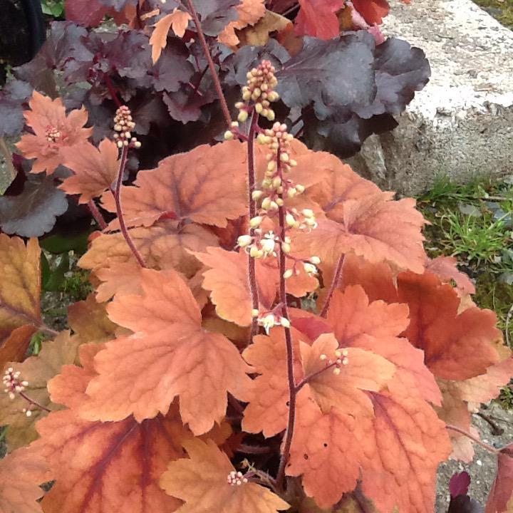 WhiteDoveLMK's tweet photo. #DesignKerry #KingdomBiz #floristry we hope to open our cut your own flower farm soon, prices by the bucket, #plants http://t.co/M4shll4Rc0
