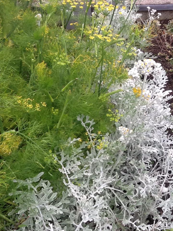 WhiteDoveLMK's tweet photo. #DesignKerry #KingdomBiz #floristry we hope to open our cut your own flower farm soon, prices by the bucket, #plants http://t.co/M4shll4Rc0