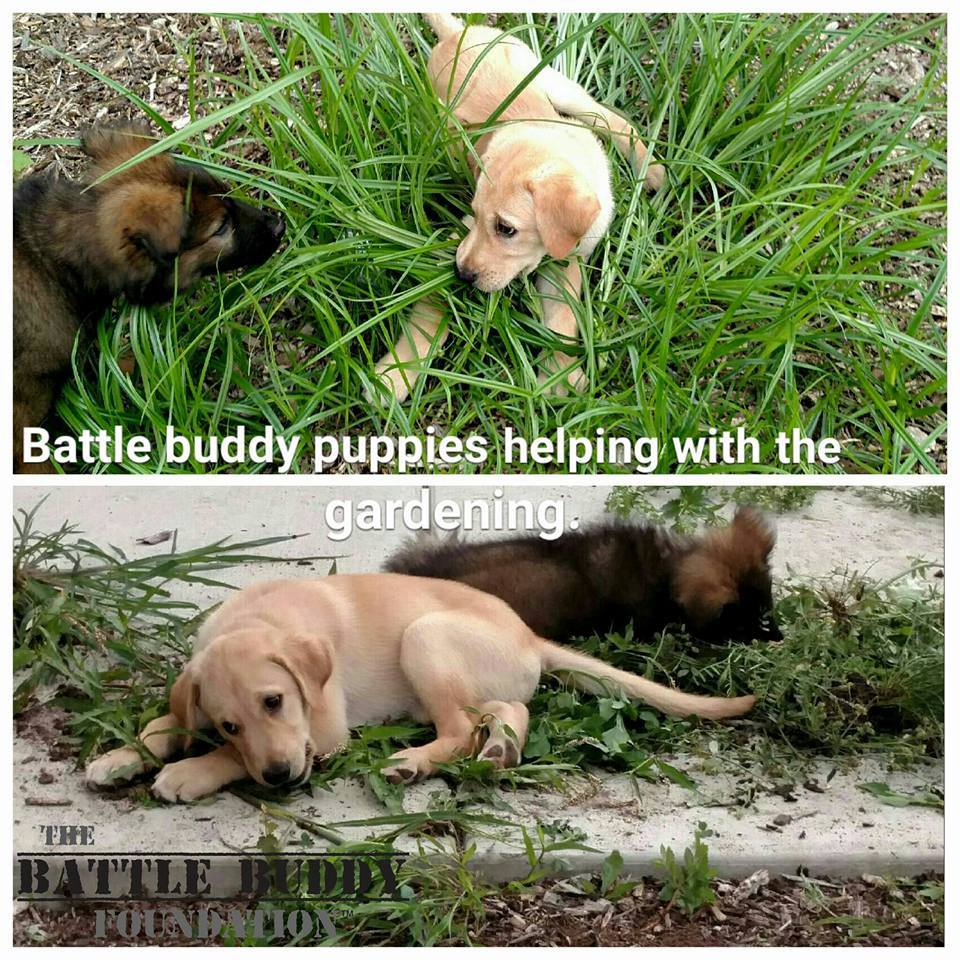 BattleBuddyPTSD's tweet photo. Paddy and our fuzzy Shepherd puppy helping in the garden. http://t.co/gPQSMeOJbU