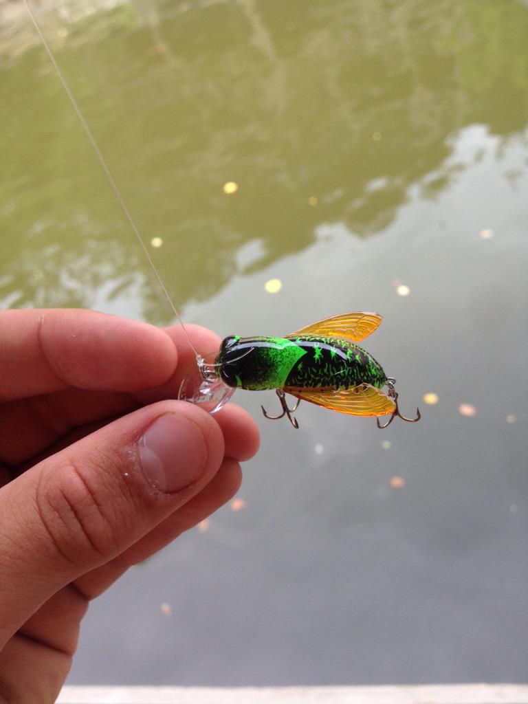 hodgess_x's tweet photo. The only thing I need pan fishing!! #bumblebug @BillDanceAngler @RebelLures http://t.co/fNhqh4mPNk
