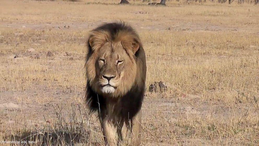 GMA's tweet photo. White House petition to extradite #CecilTheLion's killer exceeds 100,000 signatures: http://t.co/53SGOtLOZ4 http://t.co/fNY9mMIqsm
