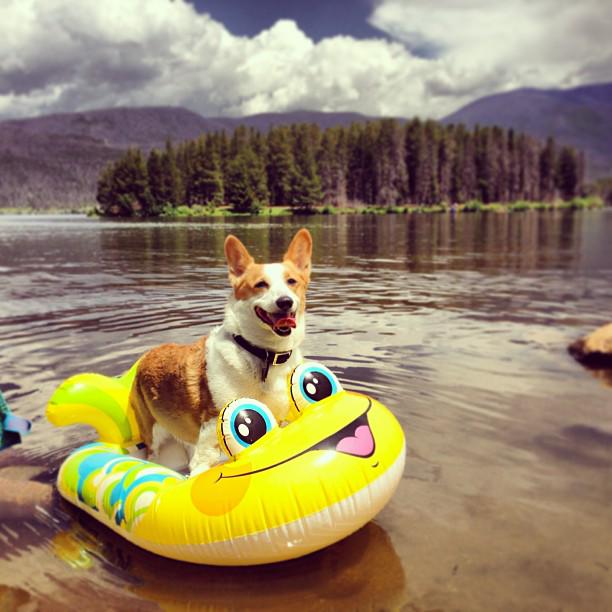 KoopaDog's tweet photo. I love being outside, especially in my floatie! #colorado #corgi http://t.co/iGl7vQAd39