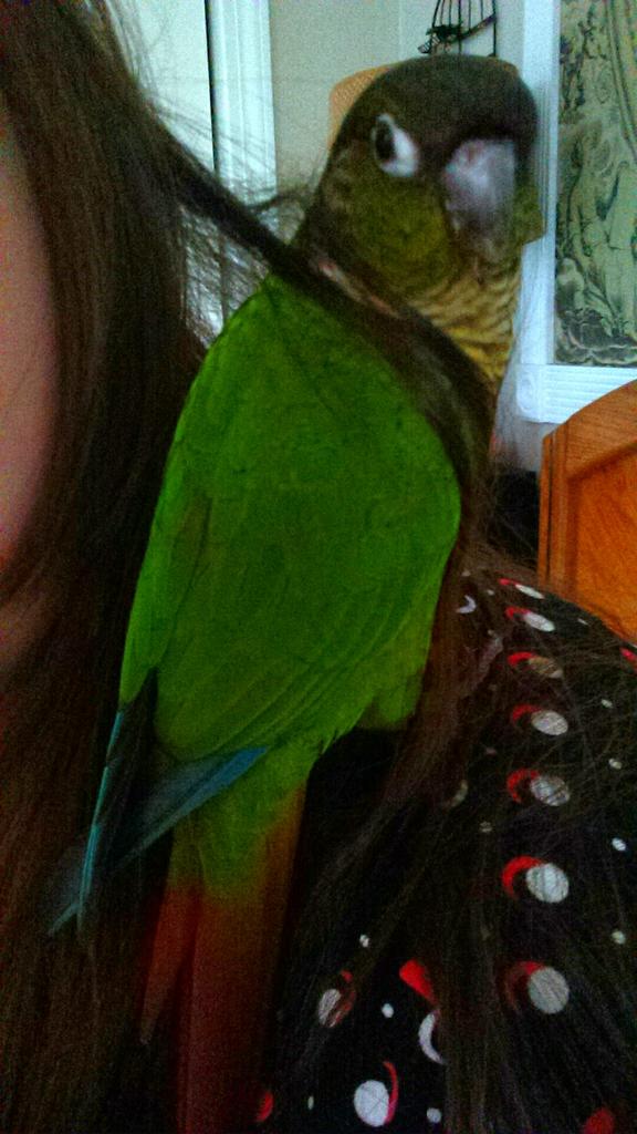 SpudicusRex tweet picture