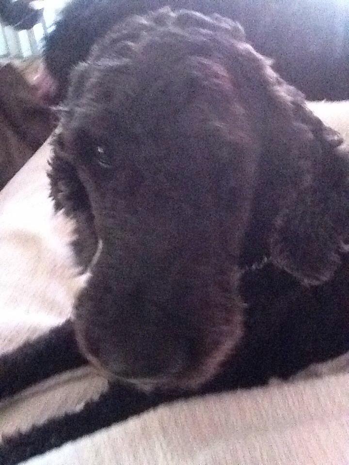 PrincessRylea's tweet image. Well...goodbye. I miss you and I love you but I know you're watching over me and still protecting me I love you. ❤️❤️