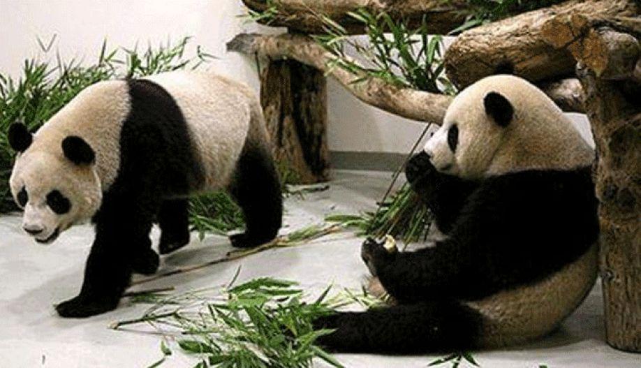 sandymmv's tweet image. #ilovepandas