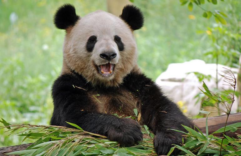 sandymmv's tweet image. #ilovepandas