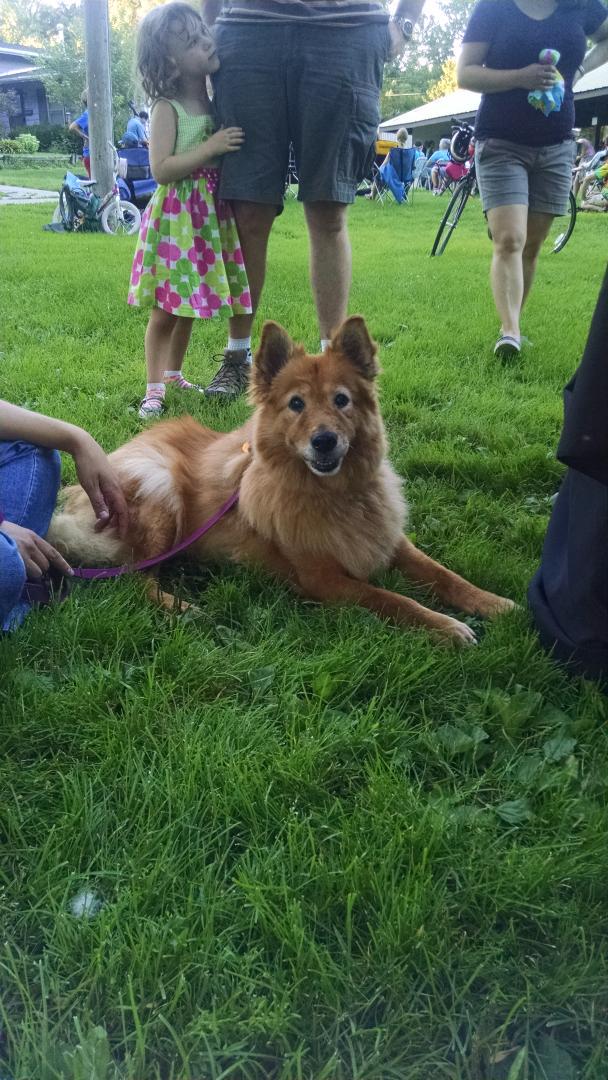 Whiskey, adopted from ICAC three years ago. #partyinthepark #creeksidepark