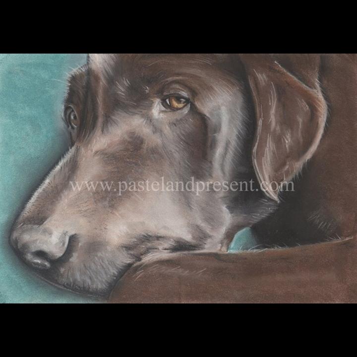 pastelpresent's tweet photo. Completed portrait of Rolo #pastel #portrait #painting #drawing #art #artist #dog #doglover #petlover #pets http://t.co/Xv7Rp2Wz1H