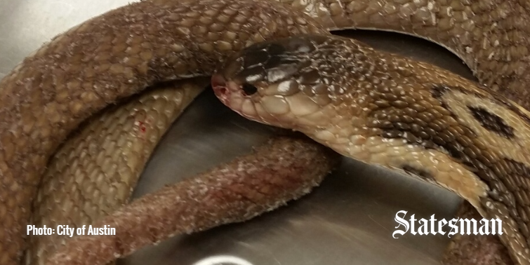 statesman's tweet photo. Cobras, copperheads and more: 5 stories that prove it's the summer of snake news in Texas http://t.co/B7GTarmlKi http://t.co/ZAbHjr9jJ4