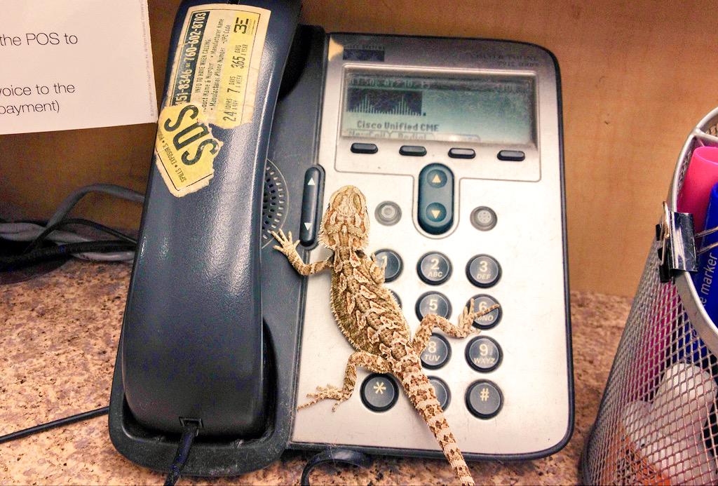 PetSmart1073's tweet photo. We've recruited some help making appointments in the salon! http://t.co/IUbqhcm1zP