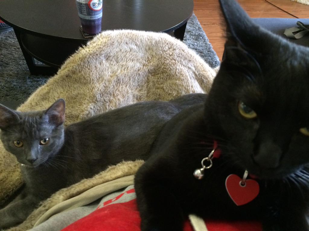 DoveCameron's tweet image. Pov