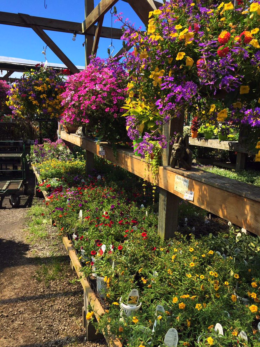 PRICE REDUCTION!! The majority of all our annual plants have been lowered in price!