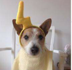 Incredible new life discovered on #kepler #kepler452 instagram.com/dog.ted/