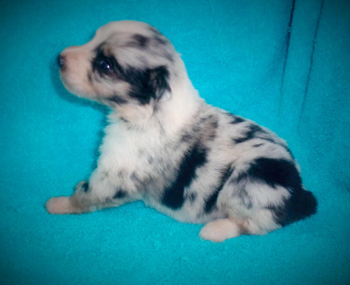 savannah_m13's tweet photo. I can not wait to bring this sweet boy home!😁😍 #Aussie #Indiana http://t.co/jUE96EBQ8N