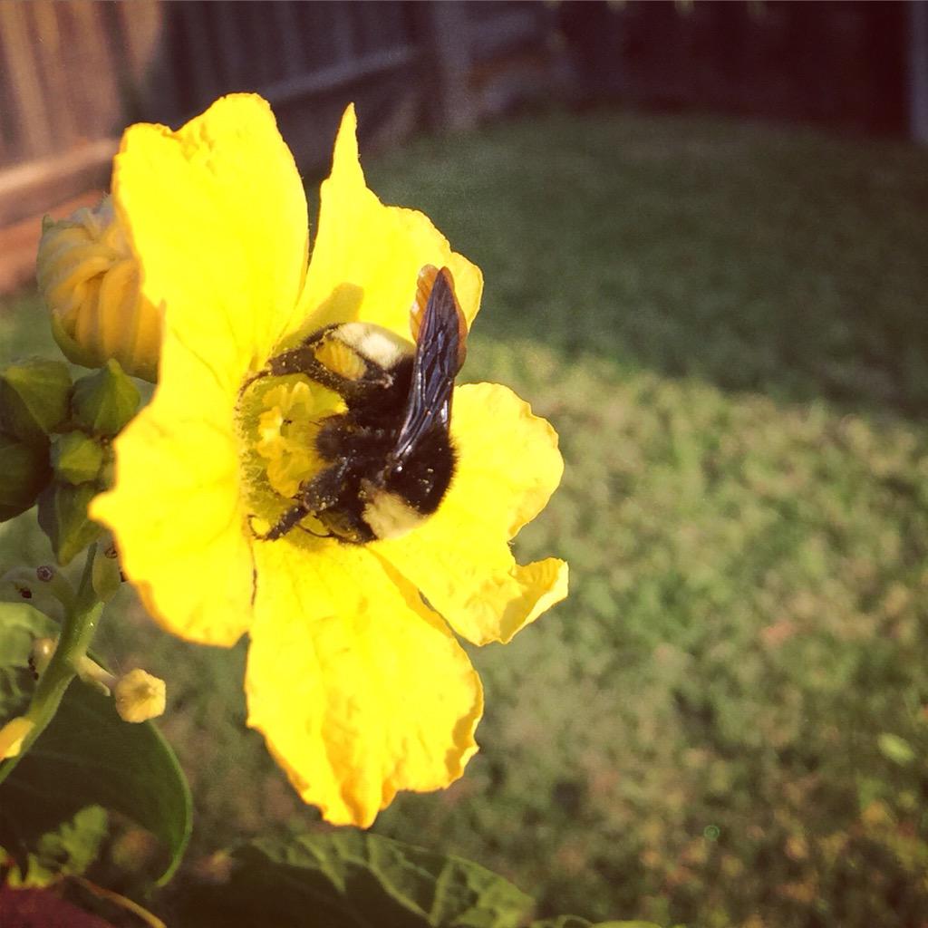 lemontreesoap's tweet image. Loofa flower and a bee! What a team!