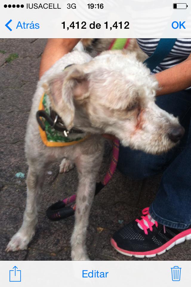CirculoVivo's tweet photo. "@IsabelJunco: Encontrado se busca a su familia @cambiaundestino @CEIzcuintle @cucopit @P_Buscan_Opor http://t.co/odc1lPfwI3" | #GuauPonco