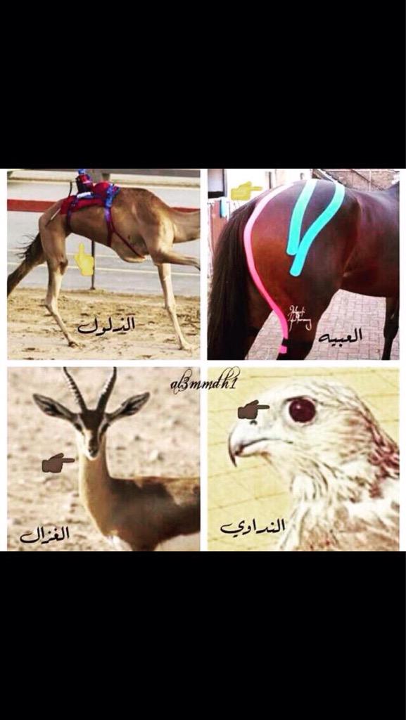 بيت سعد بن جدلان..
ياقطاة العبية ياهيام الذلول
ياعيون النداوي يارقبة الغزال 😢💘