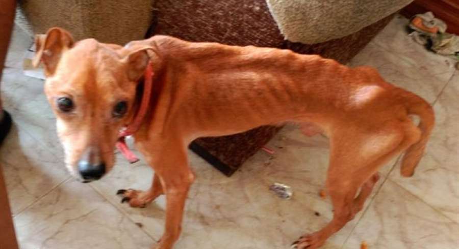 A3Noticias's tweet photo. Rescatan a tres perros y a un gato "famélicos" de una vivienda en Valencia http://t.co/UPQcwQeZXY http://t.co/XSA5ku7so1