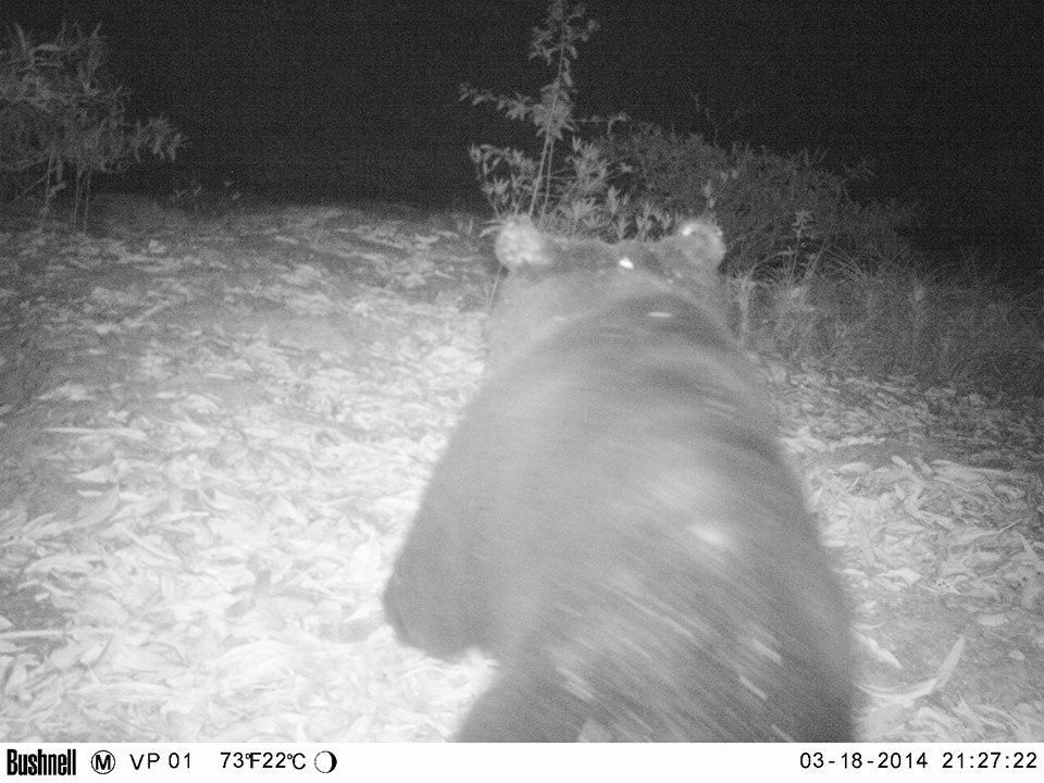 SaveVirachey's tweet photo. http://t.co/Hdf6k5UIy6 Asiatic black bear on the move in Virachey. Just 38 hours remain in our fundraiser...! http://t.co/FlYV33rLD6