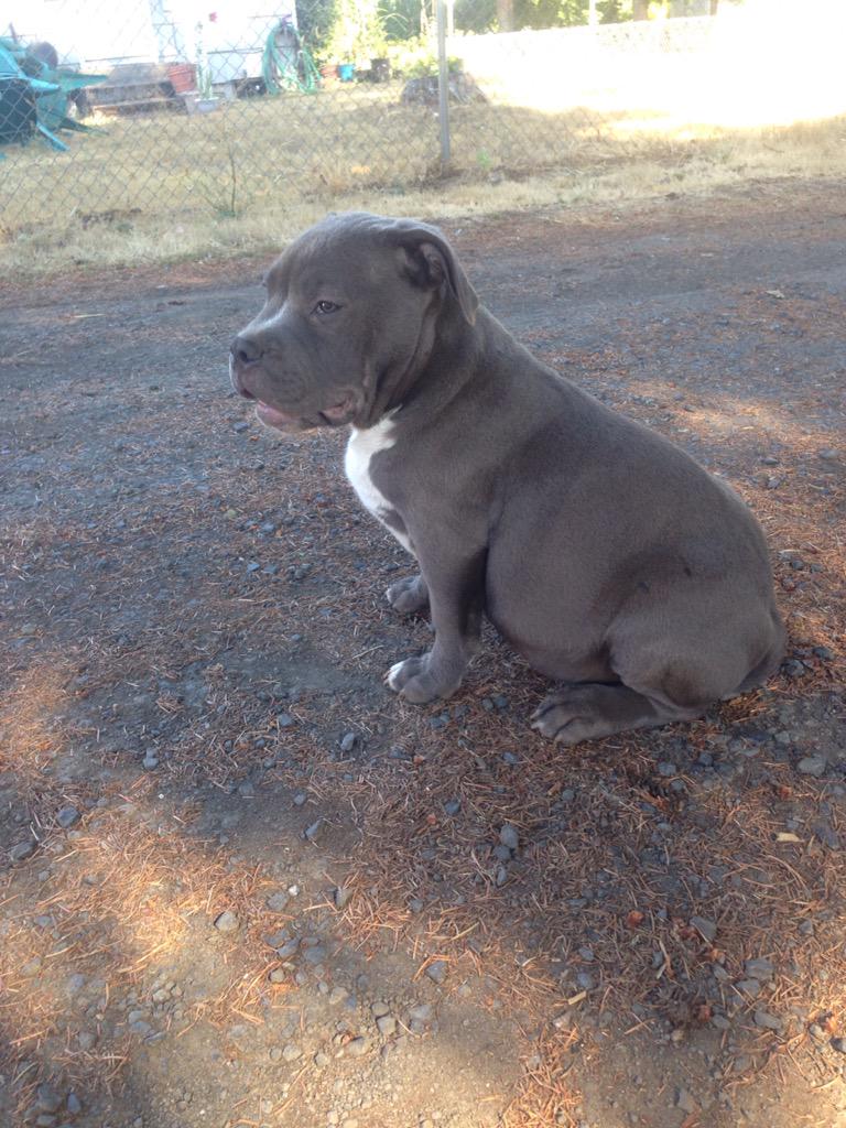 Loony_2unez's tweet photo. #Muggs #AmericanBully #GetBully http://t.co/NZkSxU4c0D