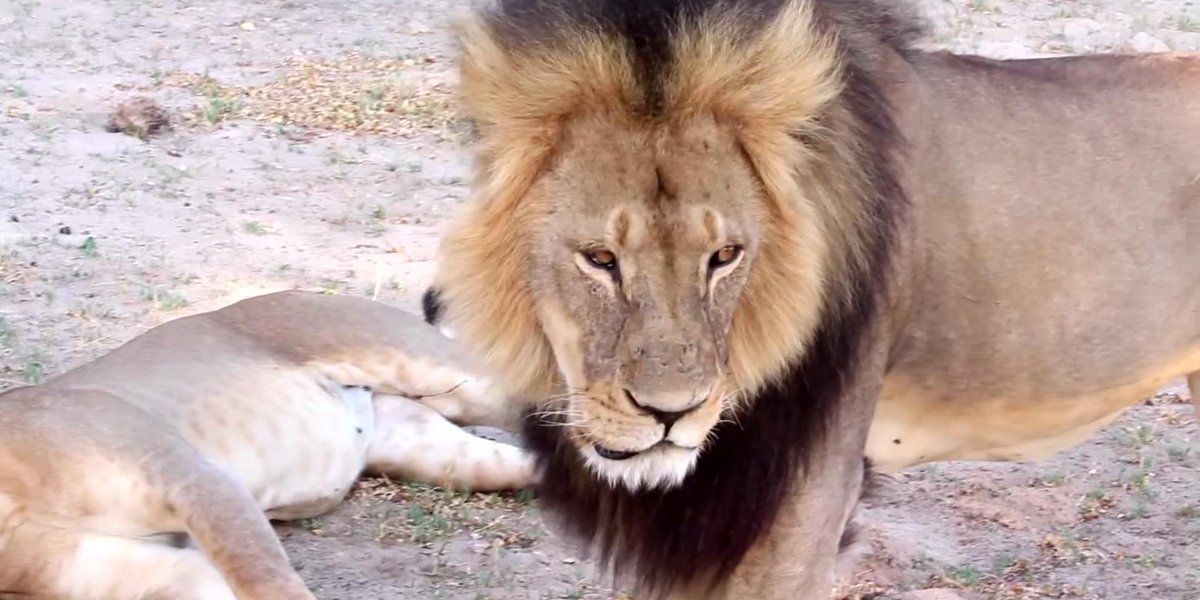 BusinessInsider's tweet image. Zimbabweans can't understand why Americans are so upset over 'Cecil the lion' read.bi/1MABHlW