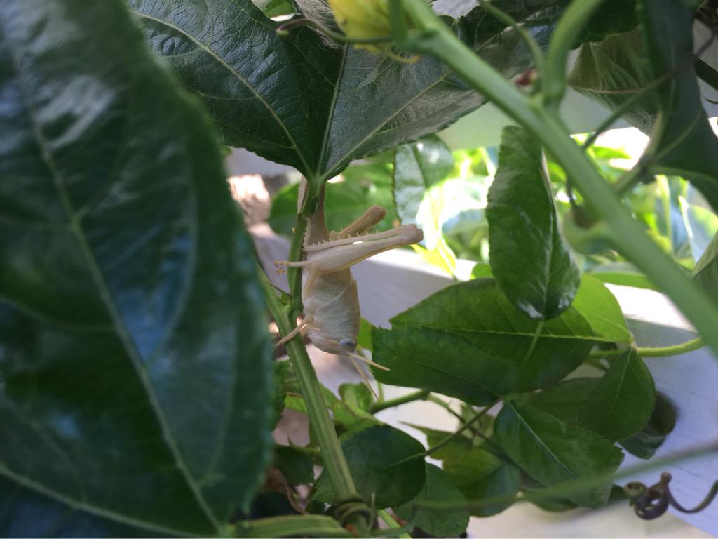 EvolvingGeek's tweet image. Found this little guy in the #passionfruit bush #AlwaysBeEvolving #insect #grasshopper