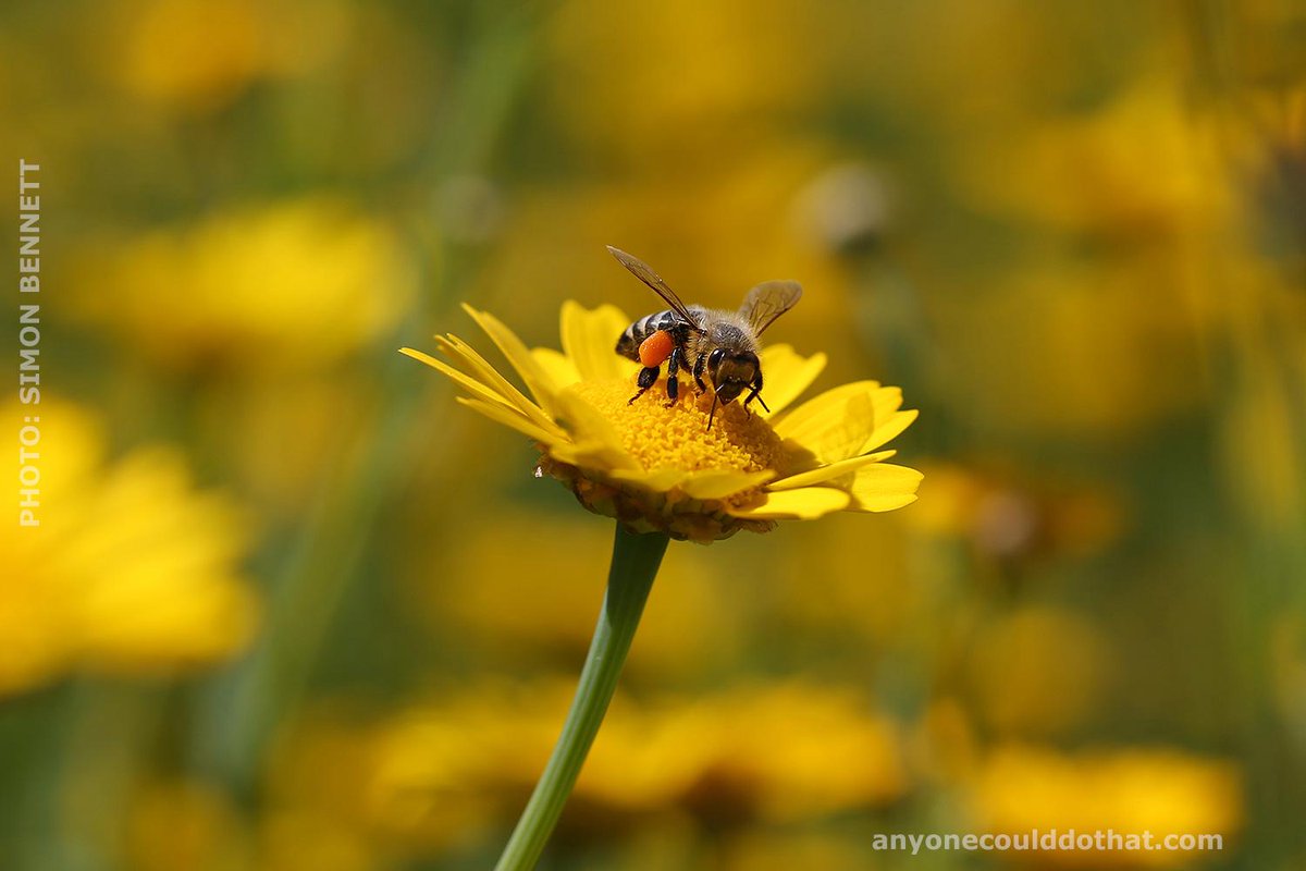 The UK govt allowed bee-killing pesticides -let's get them to U-turn. Sign, share &amp; RT secure.avaaz.org/en/save_the_be…