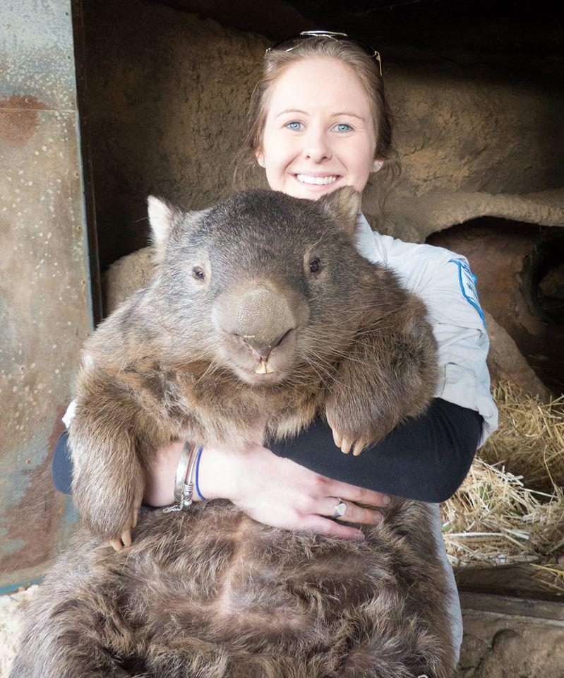 Capybara Haustier Deutschland
