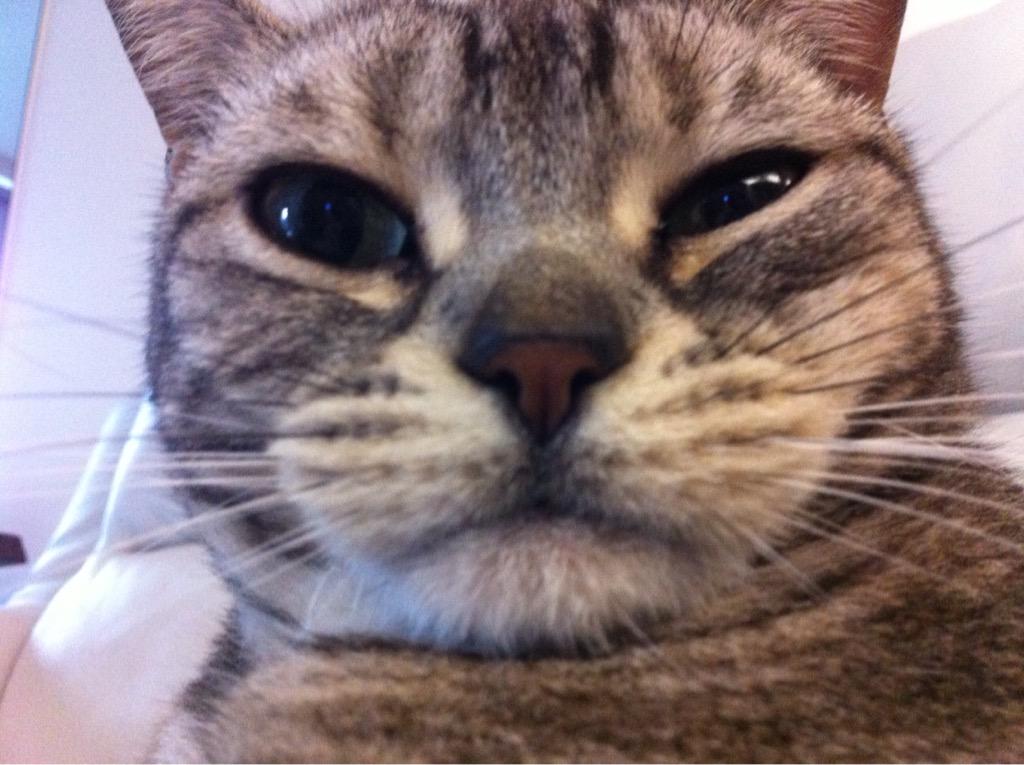 JochinC's tweet photo. #threecolorcat friends 玉 http://t.co/Uz1HoN5yBf