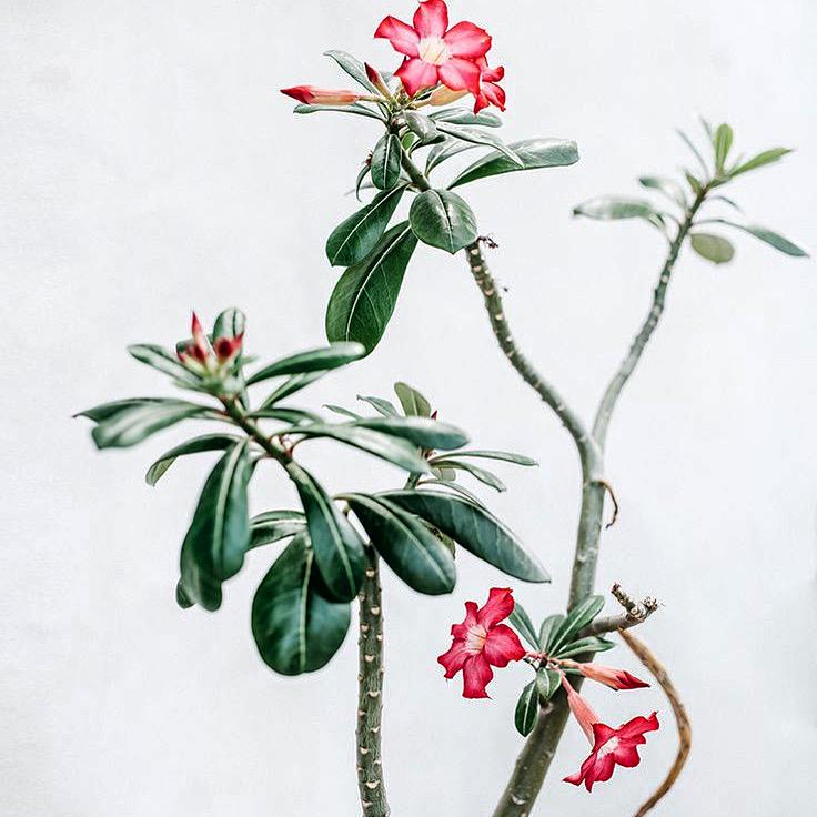 Have fun tomorrow! #shareyourlovewithflowers #amsterdam #canalparade 
picture #modernescape pinterest.com/noviflora/novi…