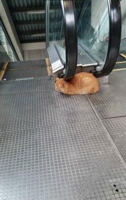 pstuga's tweet photo. Этот кот гений! http://t.co/2U8PzmfKHX