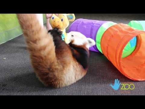 prodevwrk's tweet image. Adventures of Lincoln the Red Panda vid.staged.com/uxsq #lincolnredpanda #redpanda #redpandas #cuteanimals