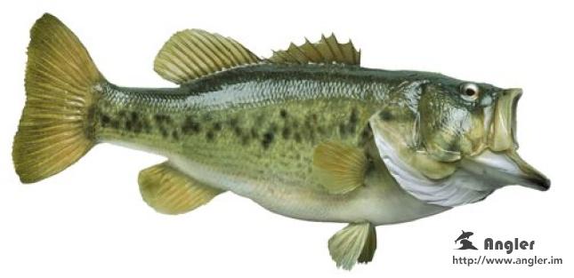 solotcom's tweet image. How to Catch Bass. For more details, please visit Angler official website: angler.im/news/2J5T0Uqu7…