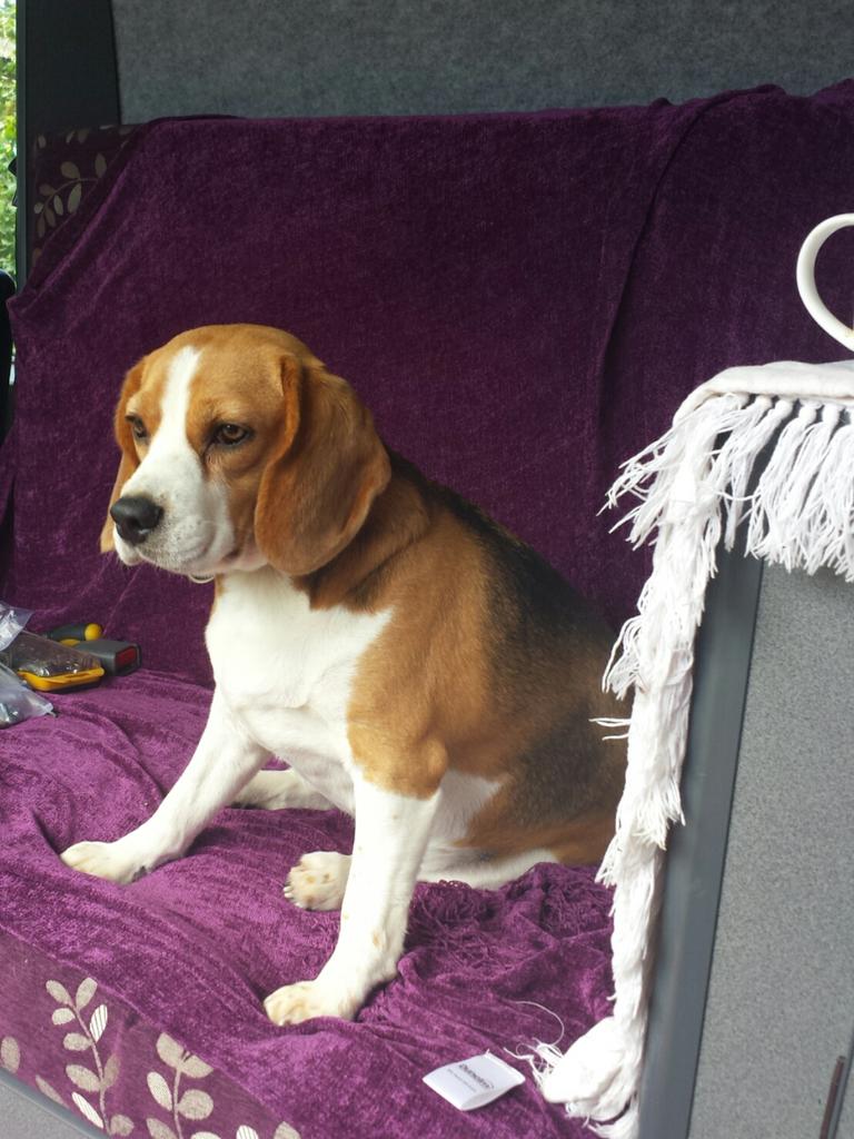 <a href="/BBCRadio2/">BBC Radio 2</a> packing the camper ready for beagfest 2015! fund raising for <a href="/BeagleWelfare/">Beagle Welfare</a> !