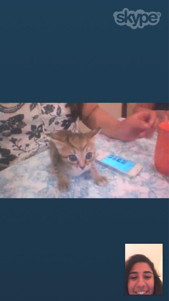 foreverdonia's tweet image. I skyped my cat officially a crazy cat person #firststepisacceptance