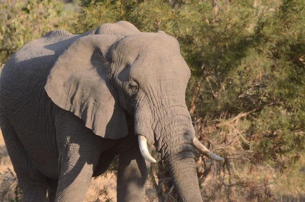 Mtpatourism's tweet photo. All inclusive Ulusaba Private Reserve #winterpackagesMP valid till 12 Dec '15 R15648pp Book: http://t.co/lvfOJL5gel http://t.co/spqNnQmFvR