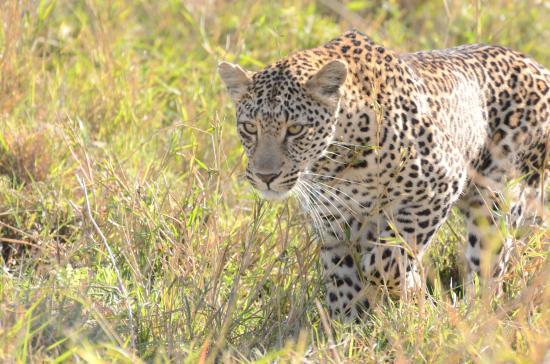 Mtpatourism's tweet photo. All inclusive Ulusaba Private Reserve #winterpackagesMP valid till 12 Dec '15 R15648pp Book: http://t.co/lvfOJL5gel http://t.co/spqNnQmFvR