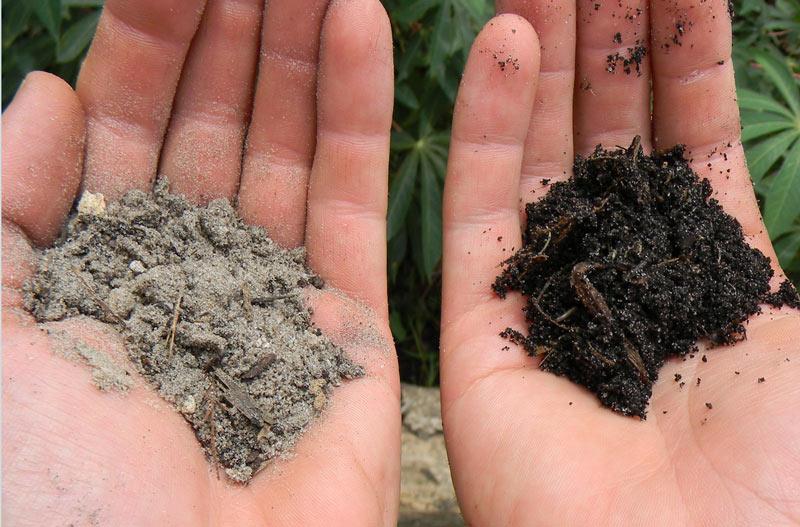 Turning Sand into Soil