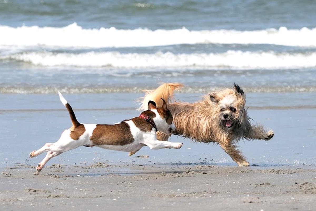 hondenmaatjes's tweet photo. Komend weekend met de hond naar het strand? https://t.co/VyEypPKyOd
#hondenmaatjes #weetje #strandtip https://t.co/P9fpfxqTnv