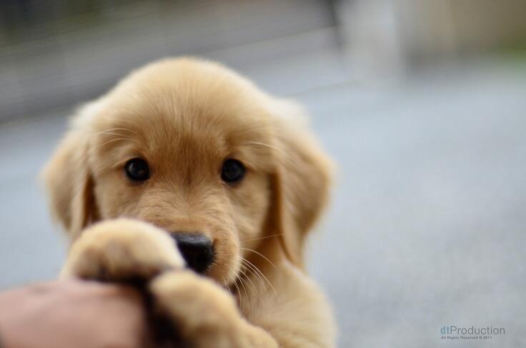 Golden Pup!