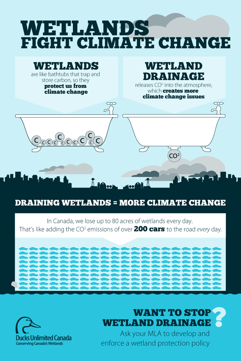ducanada's tweet photo. DYK #wetlands store carbon, fight #climatechange? Daily CDN #wetland loss = adding 200+ cars to the road every day! http://t.co/nxrx2cEDc8