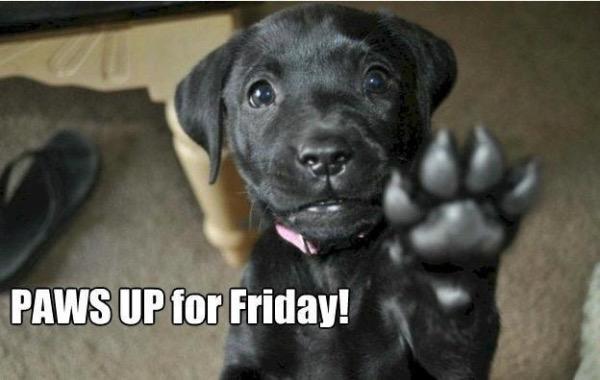 SNARR NE Rescue (@snarrnortheast) on Twitter photo 